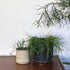 Oxalis polyphylla heptaphylla - 10cm pot